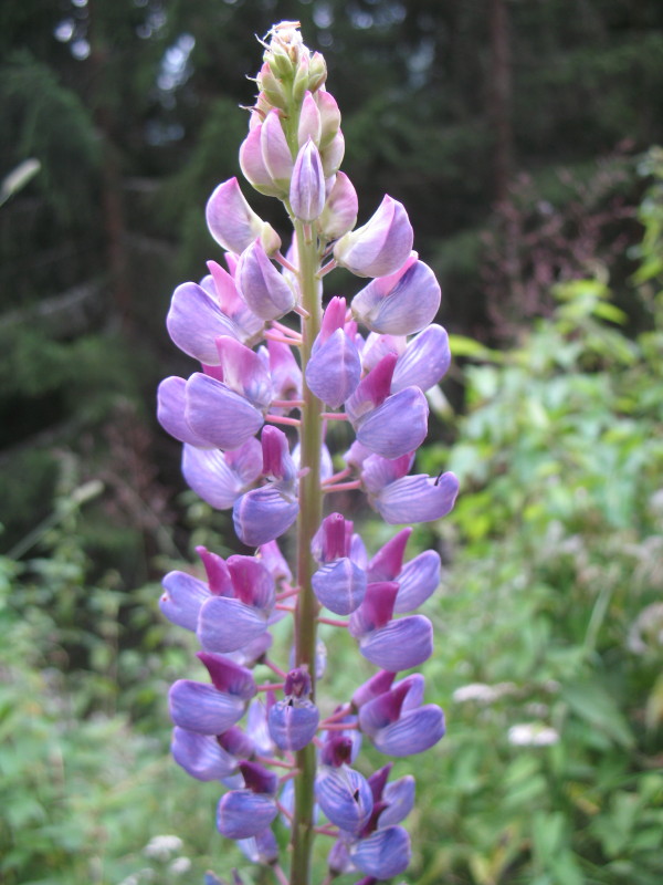 Piantina dai fiori viola 1 -  Lupinus sp.