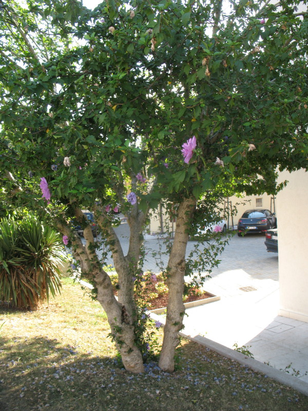 Hibiscus syriacus