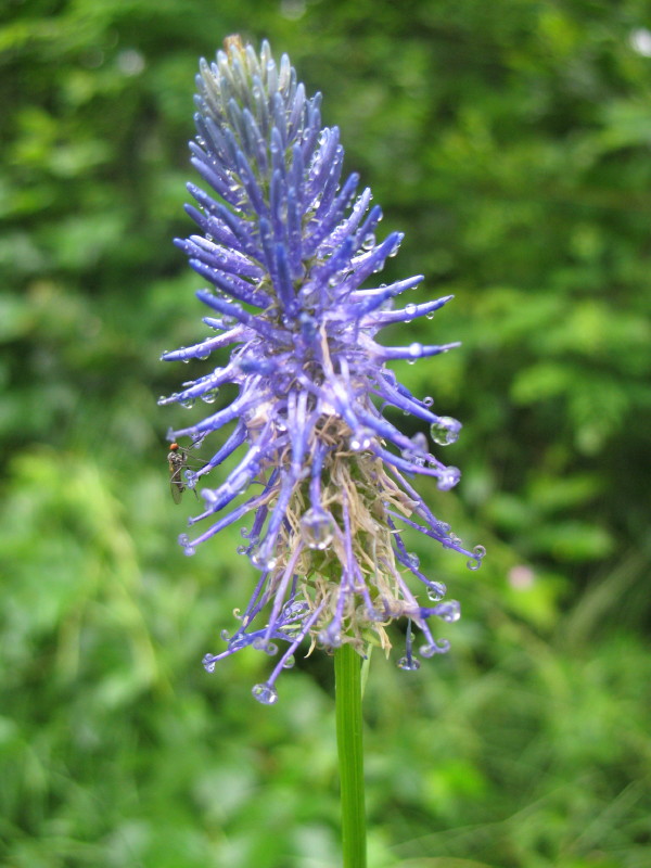 Da campo 1 - Phiteuma sp.