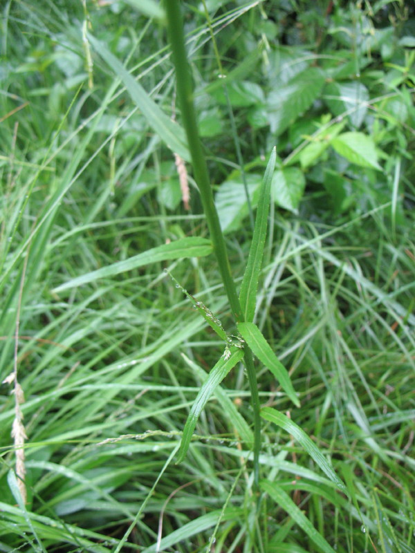 Da campo 1 - Phiteuma sp.