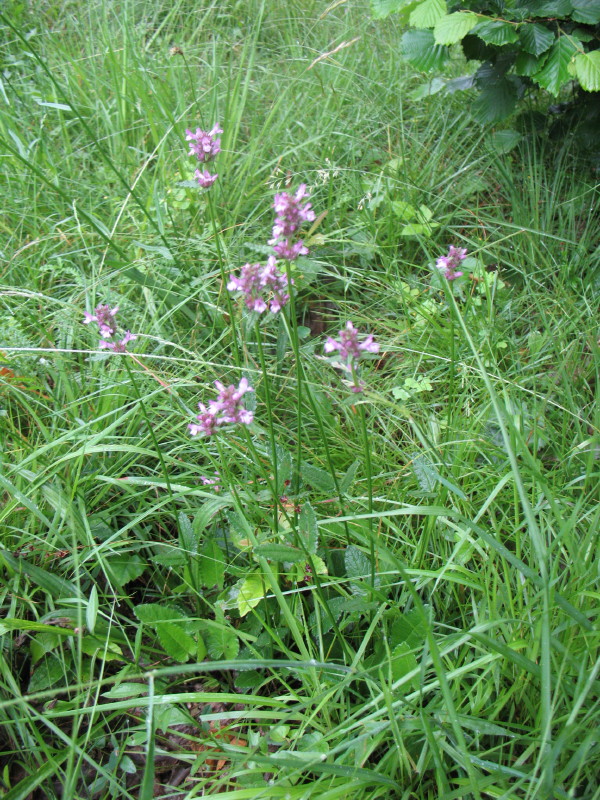 Betonica officinalis (=Stachys officinalis) / Betonica comune