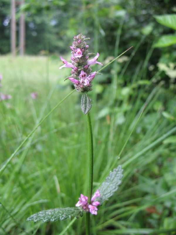 Betonica officinalis (=Stachys officinalis) / Betonica comune