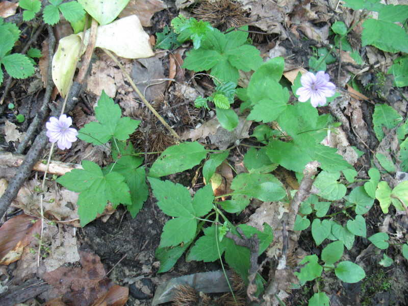 Geranium nodosum / Geranio nodoso