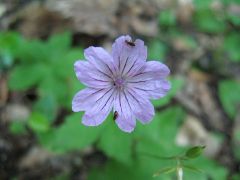 Geranium nodosum / Geranio nodoso