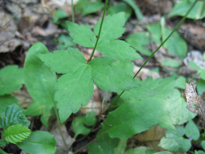 Geranium nodosum / Geranio nodoso