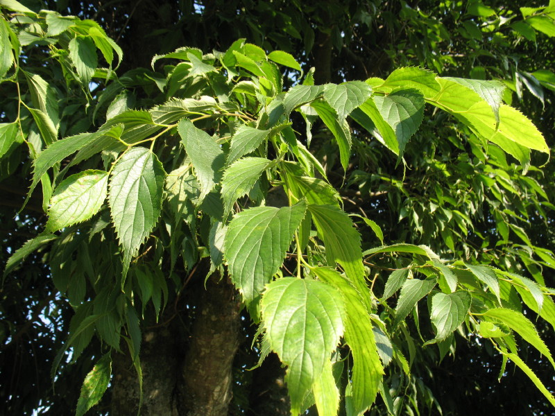 Celtis australis / Bagolaro comune , Natura Mediterraneo Forum
