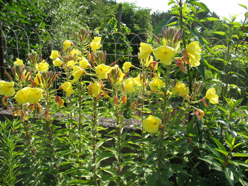 Maestosa dai fiori gialii. - Oenothera sp.