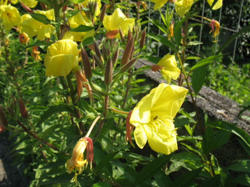 Maestosa dai fiori gialii. - Oenothera sp.