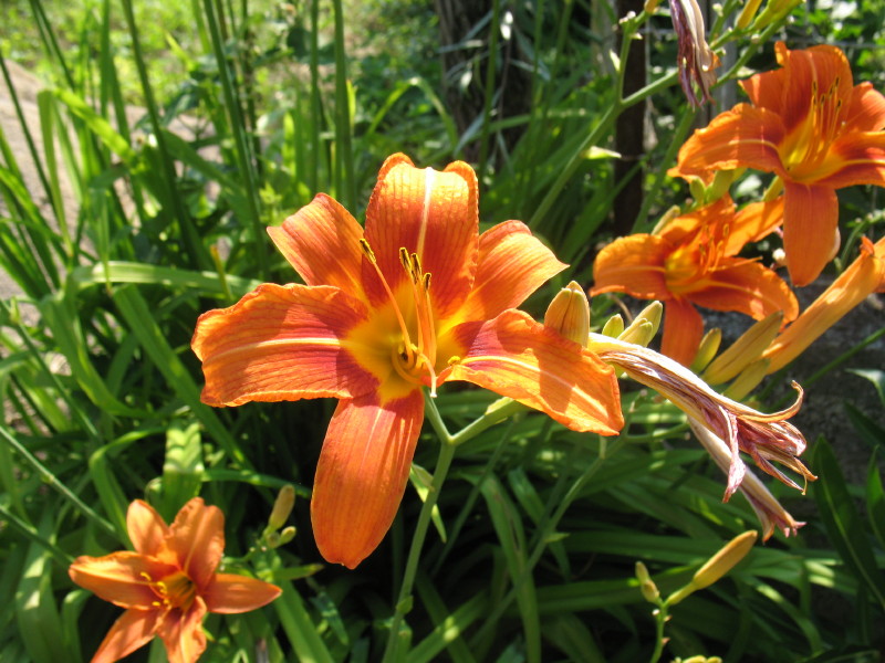 Hemerocallis fulva / Giglio di San Giuseppe