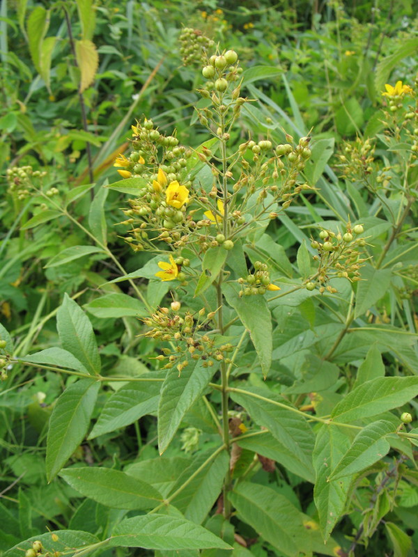 Lysimachia vulgaris / Mazza d'' oro comune