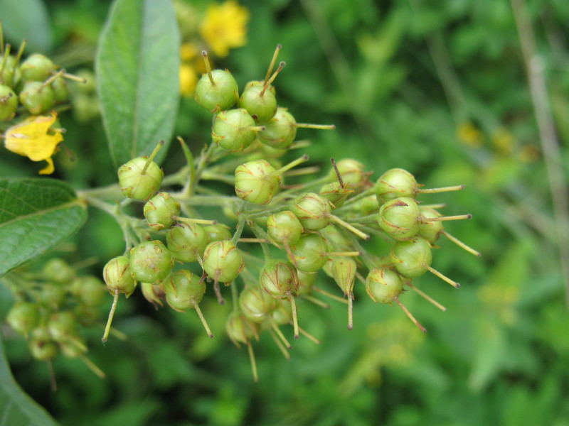 Lysimachia vulgaris / Mazza d'' oro comune