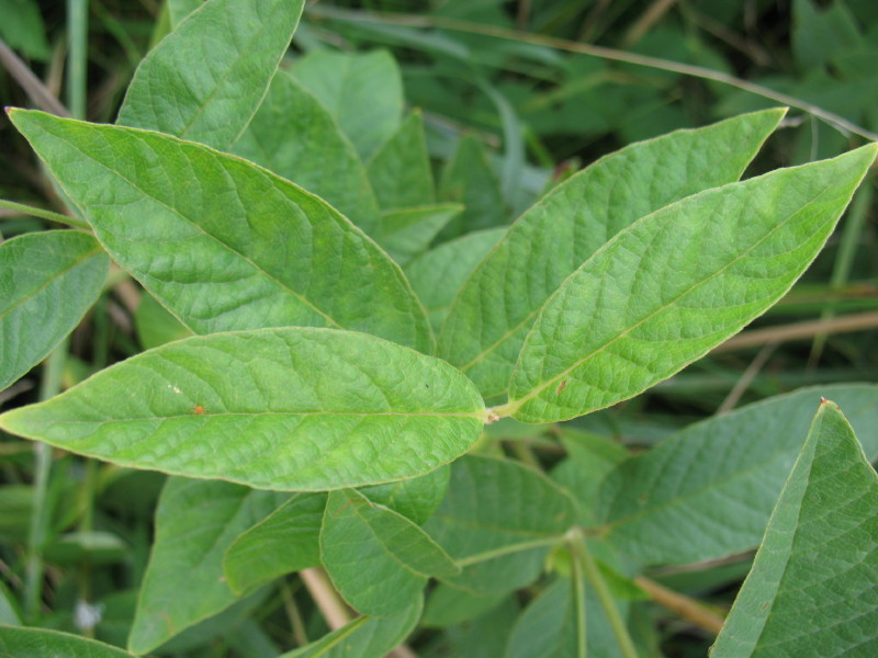 Lysimachia vulgaris / Mazza d'' oro comune