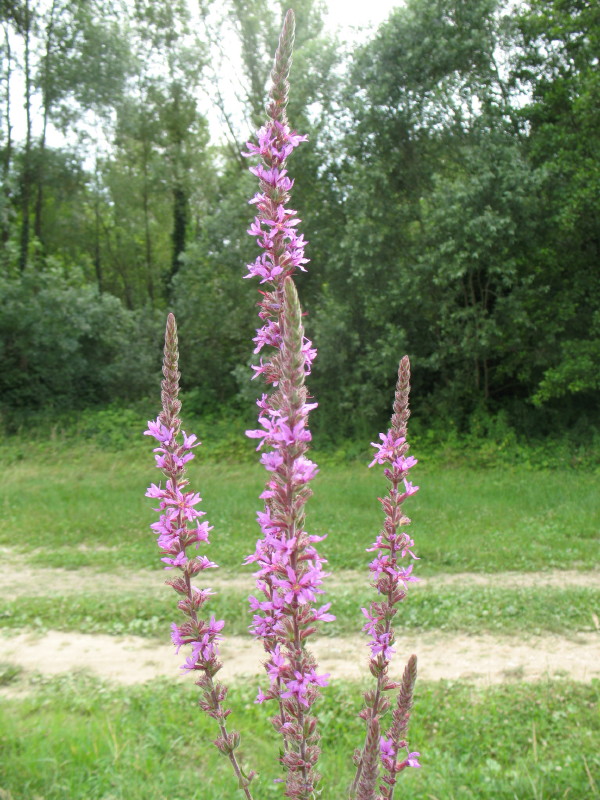 Lythrum salicaria / Salcerella comune