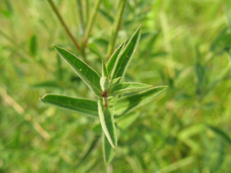 Lythrum salicaria / Salcerella comune