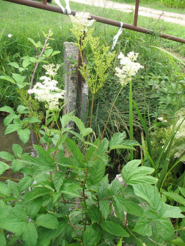 Filipendula ulmaria / Olmaria comune