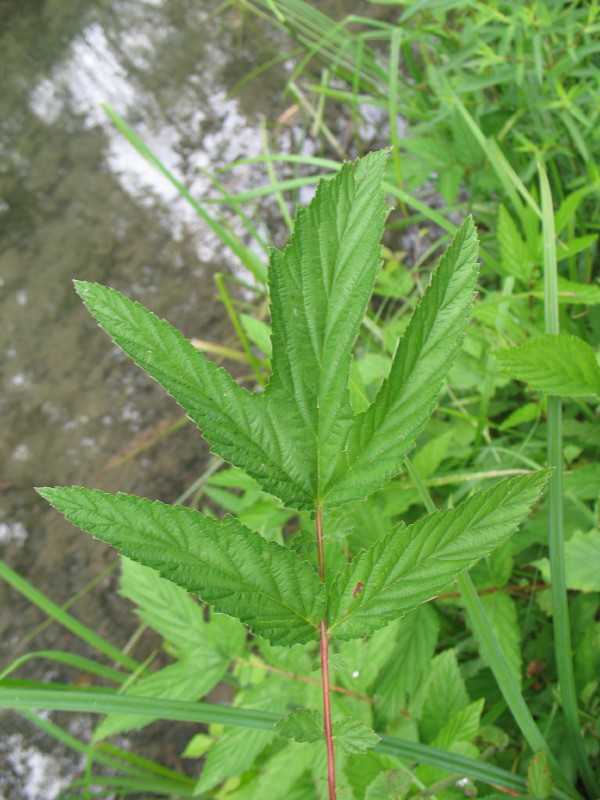 Filipendula ulmaria / Olmaria comune