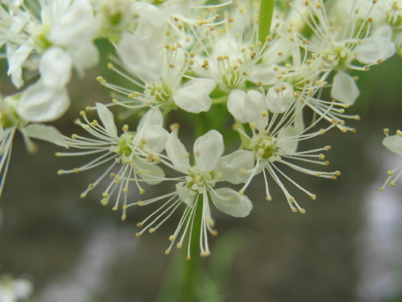Filipendula ulmaria / Olmaria comune
