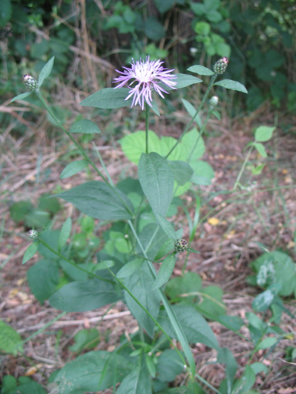 Lungo i sentieri - Centaurea nigrescens