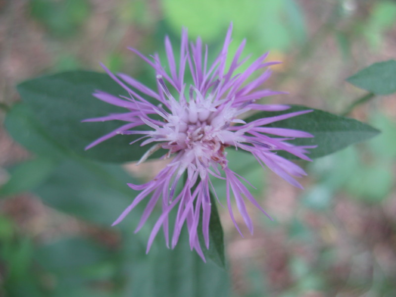 Lungo i sentieri - Centaurea nigrescens