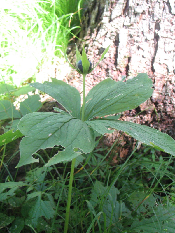 Paris quadrifolia / Uva di Volpe