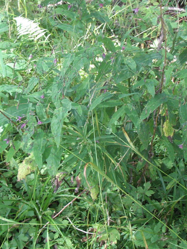 Prenanthes purpurea / Lattuga montana