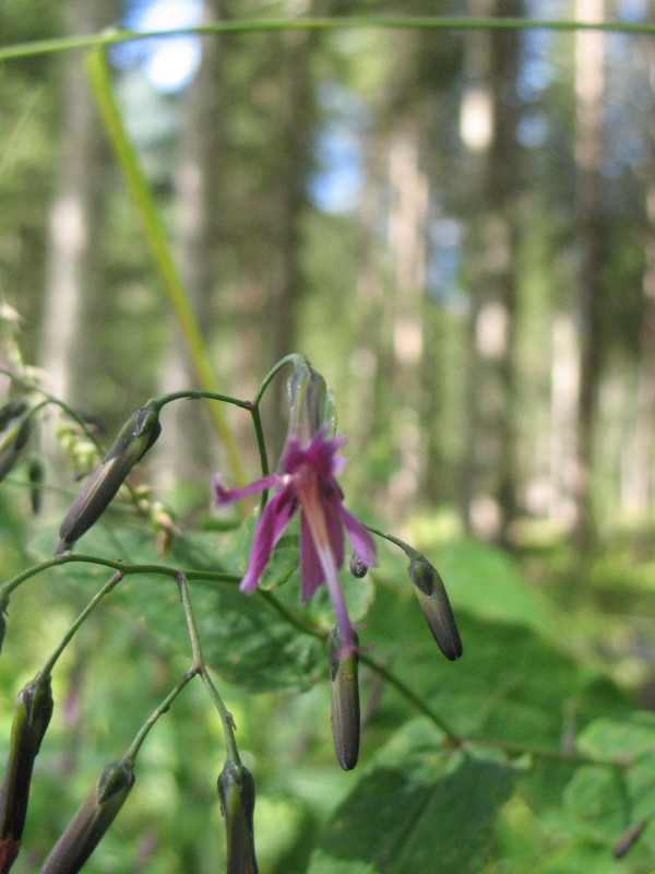 Prenanthes purpurea / Lattuga montana