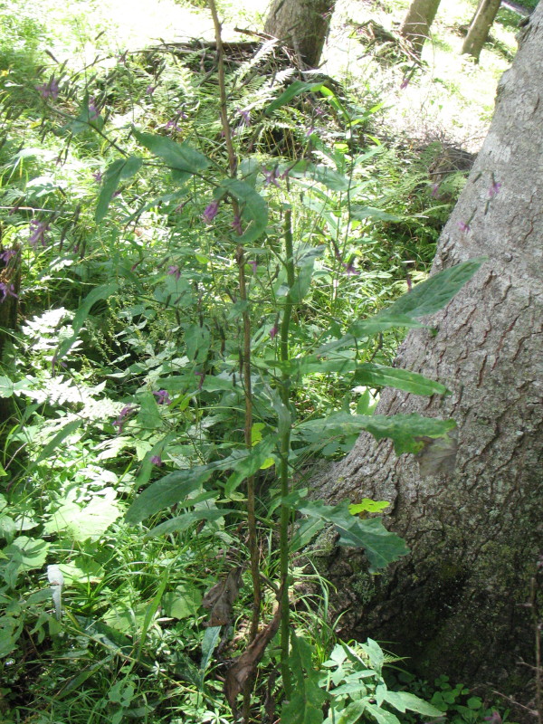 Prenanthes purpurea / Lattuga montana