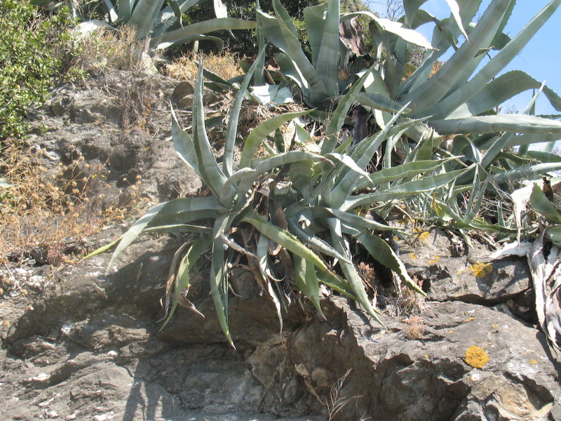 Agave americana / Agave