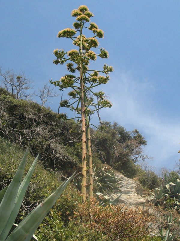 Agave americana / Agave