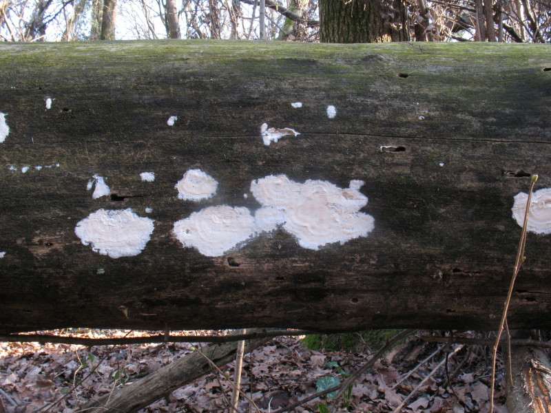 fungo lignicolo (Granulobasidium vellereum)