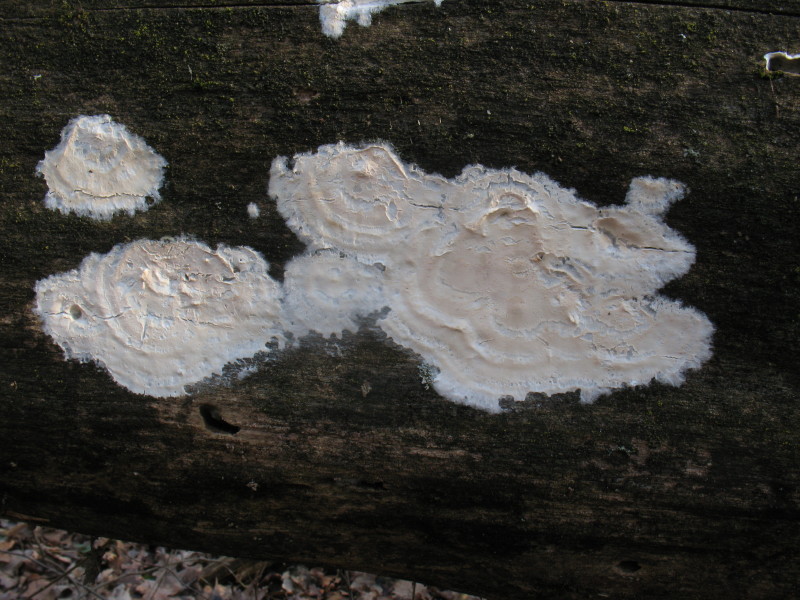 fungo lignicolo (Granulobasidium vellereum)