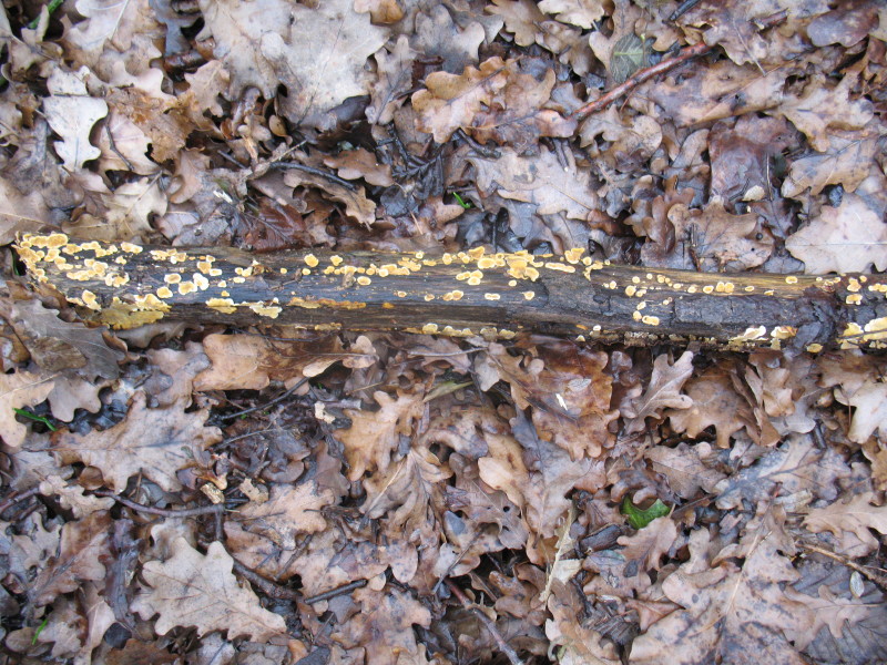 Aphyllo nr. 1 (Stereum hirsutum)
