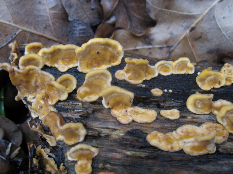 Aphyllo nr. 1 (Stereum hirsutum)