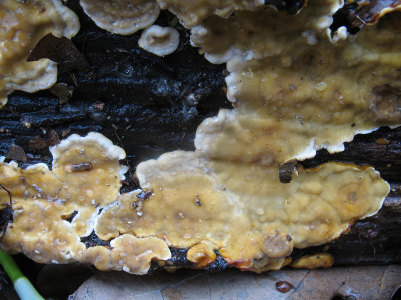Aphyllo nr. 1 (Stereum hirsutum)