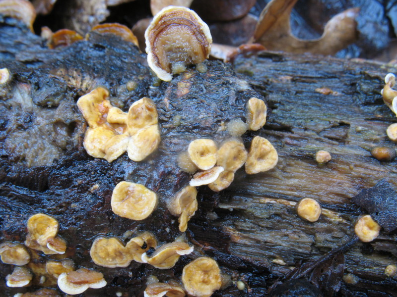 Aphyllo nr. 1 (Stereum hirsutum)
