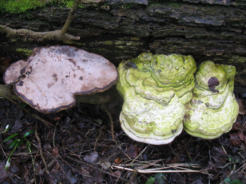 Aphyllo nr. 2 (Fomes fomentarius)