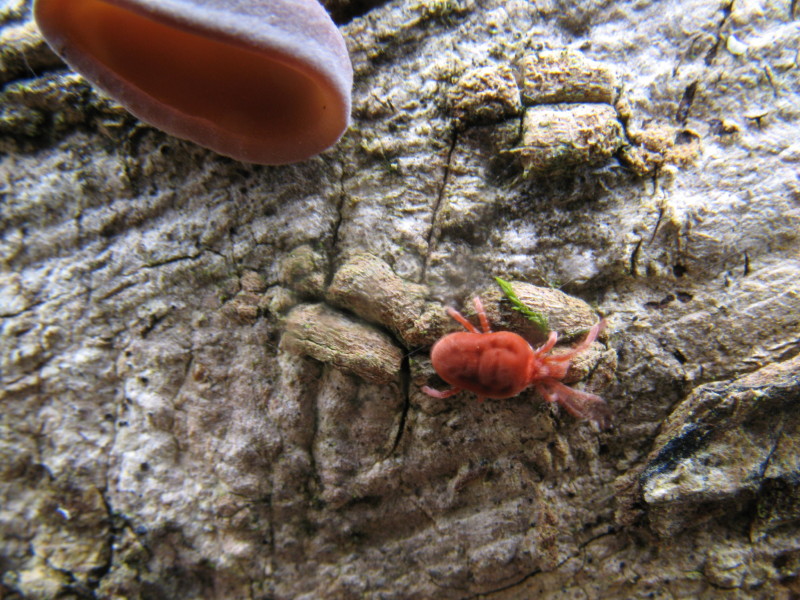 Trombidium sp.