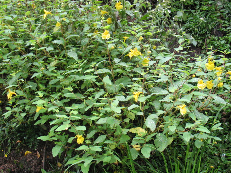 Impatiens noli-tangere / Balsamina gialla