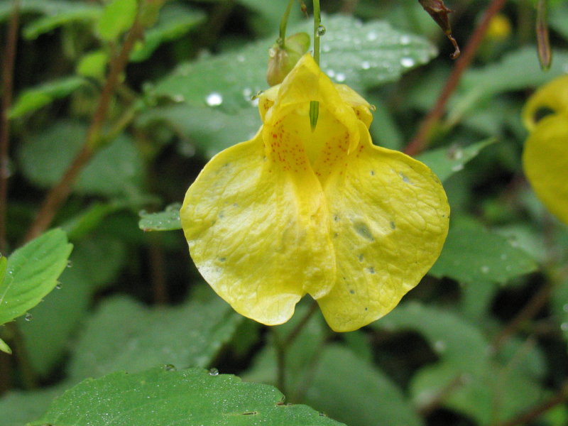 Impatiens noli-tangere / Balsamina gialla