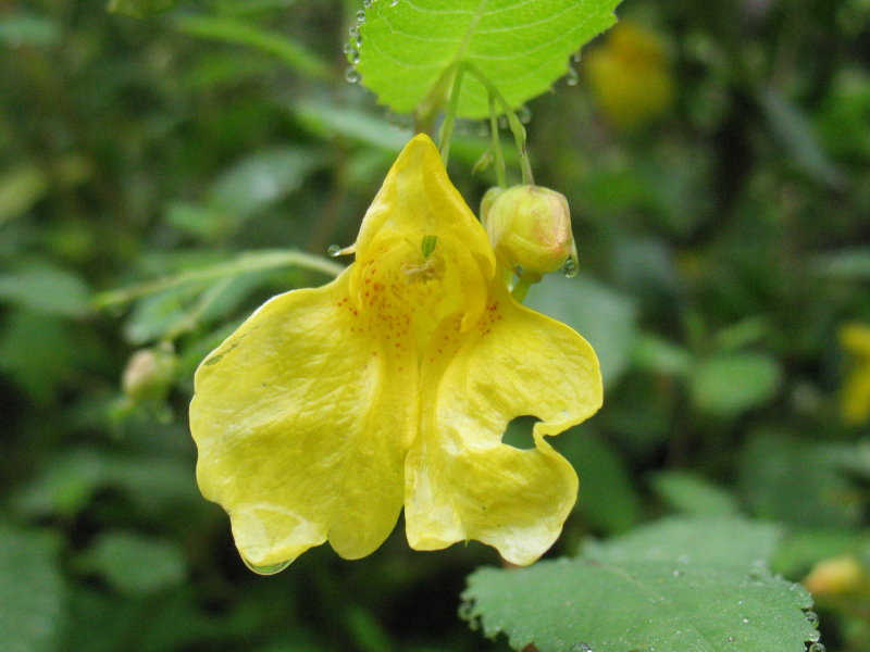 Impatiens noli-tangere / Balsamina gialla