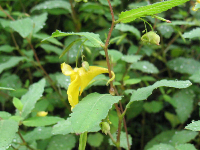 Impatiens noli-tangere / Balsamina gialla