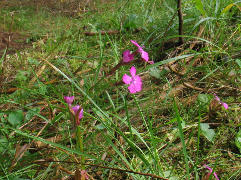 Dianthus sp.