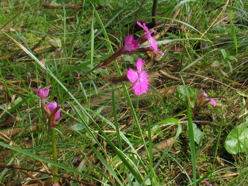 Dianthus sp.