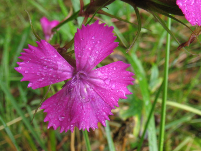 Dianthus sp.
