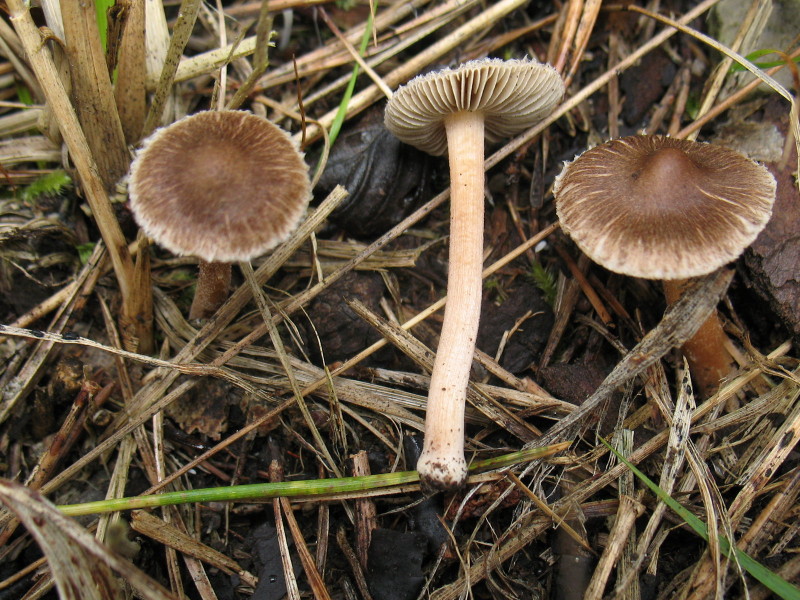 Inocybe dalla Carnia