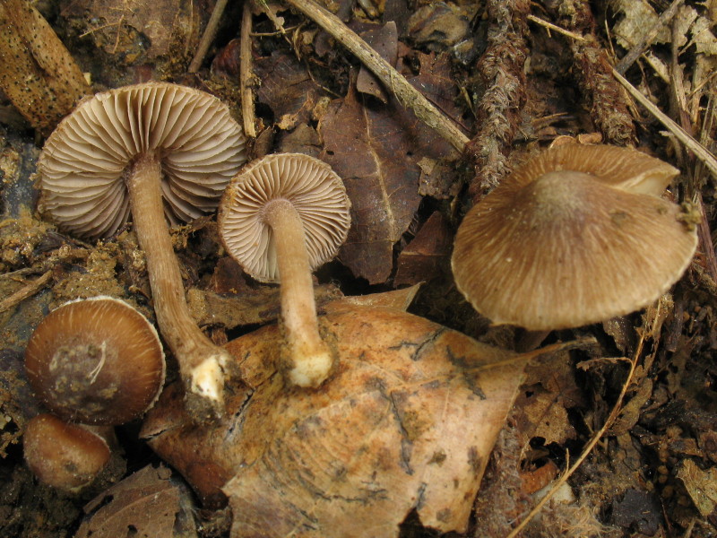Inocybe dal bosco di Sequals
