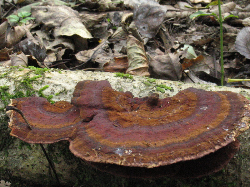 Daedaleopsis (Daedaleopsis confragosa var. tricolor)