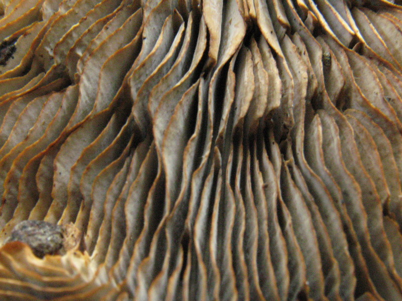 Daedaleopsis (Daedaleopsis confragosa var. tricolor)