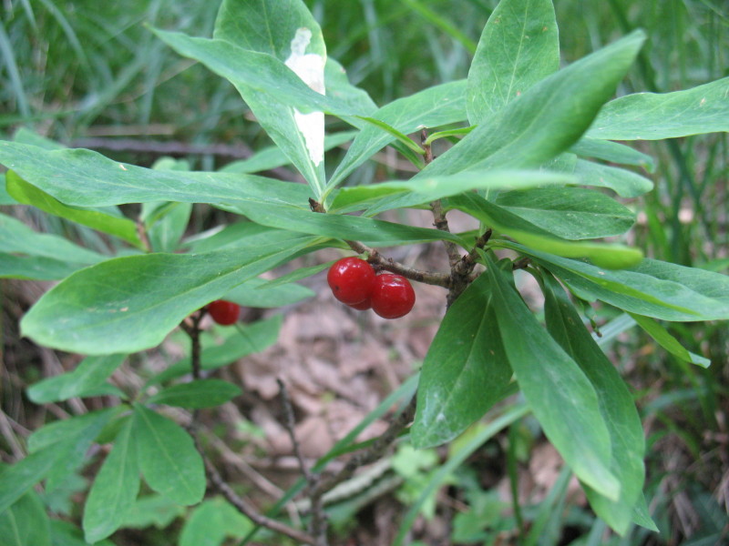 Daphne mezereum / Dafne mezereo