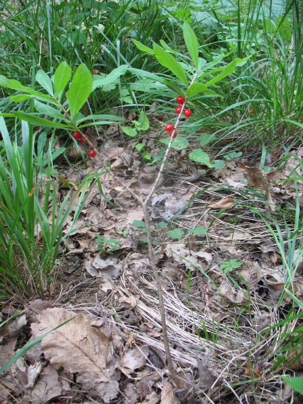 Daphne mezereum / Dafne mezereo